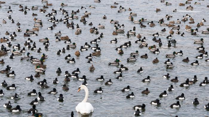 Fåglar i flock