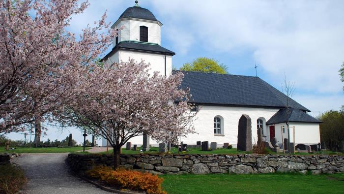 Östad kyrka med blommande körsbärsträd i förgrunden.