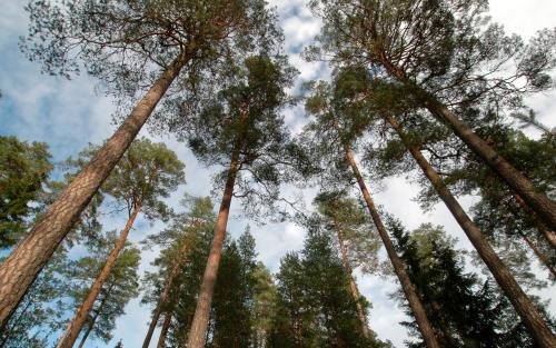 Talltoppar mot en blå himmel