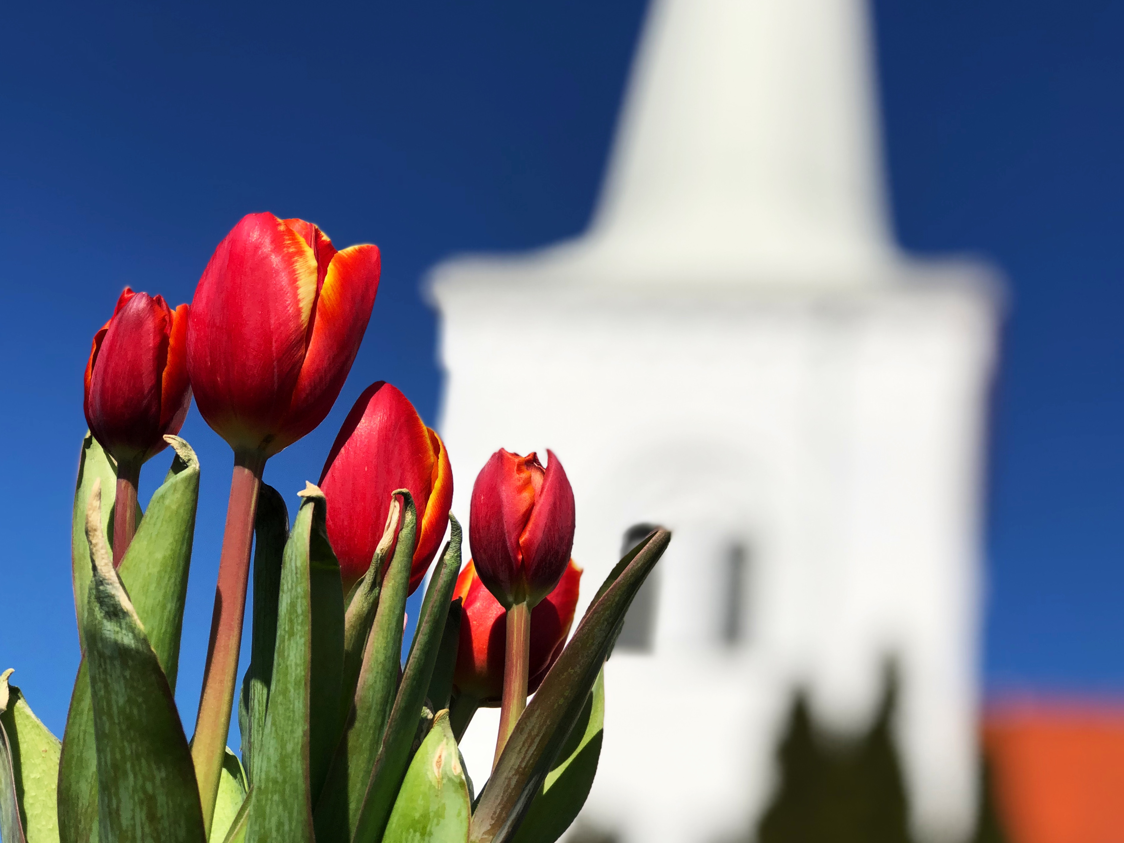 Röda tulpaner framför en vit kyrka.