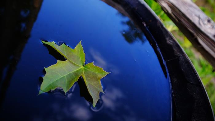 Ett löv som flyter i vatten där himlen speglar sig.