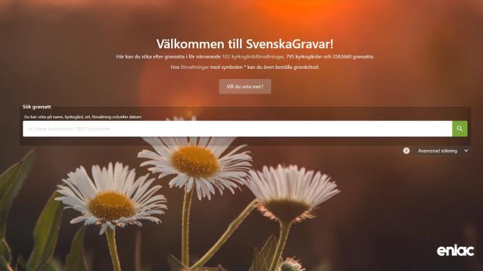 Bild på Svenska gravars hemsidas startsida. I bilden syns en bakgrundsbild på blommor av sorten Prästkrage i ett gyllene ljus. I bild syns också sajtens sökruta där webbesökaren kan söka efter gravsatta.