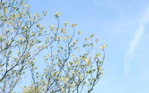 Utspruckna lövknoppar mot blå himmel.