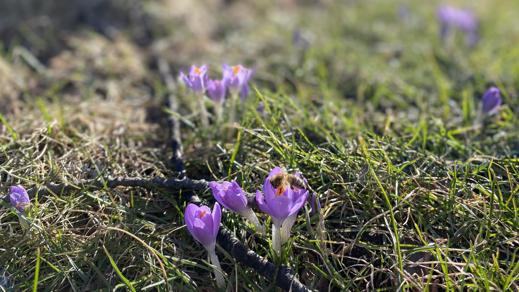 Krokusar i gräs