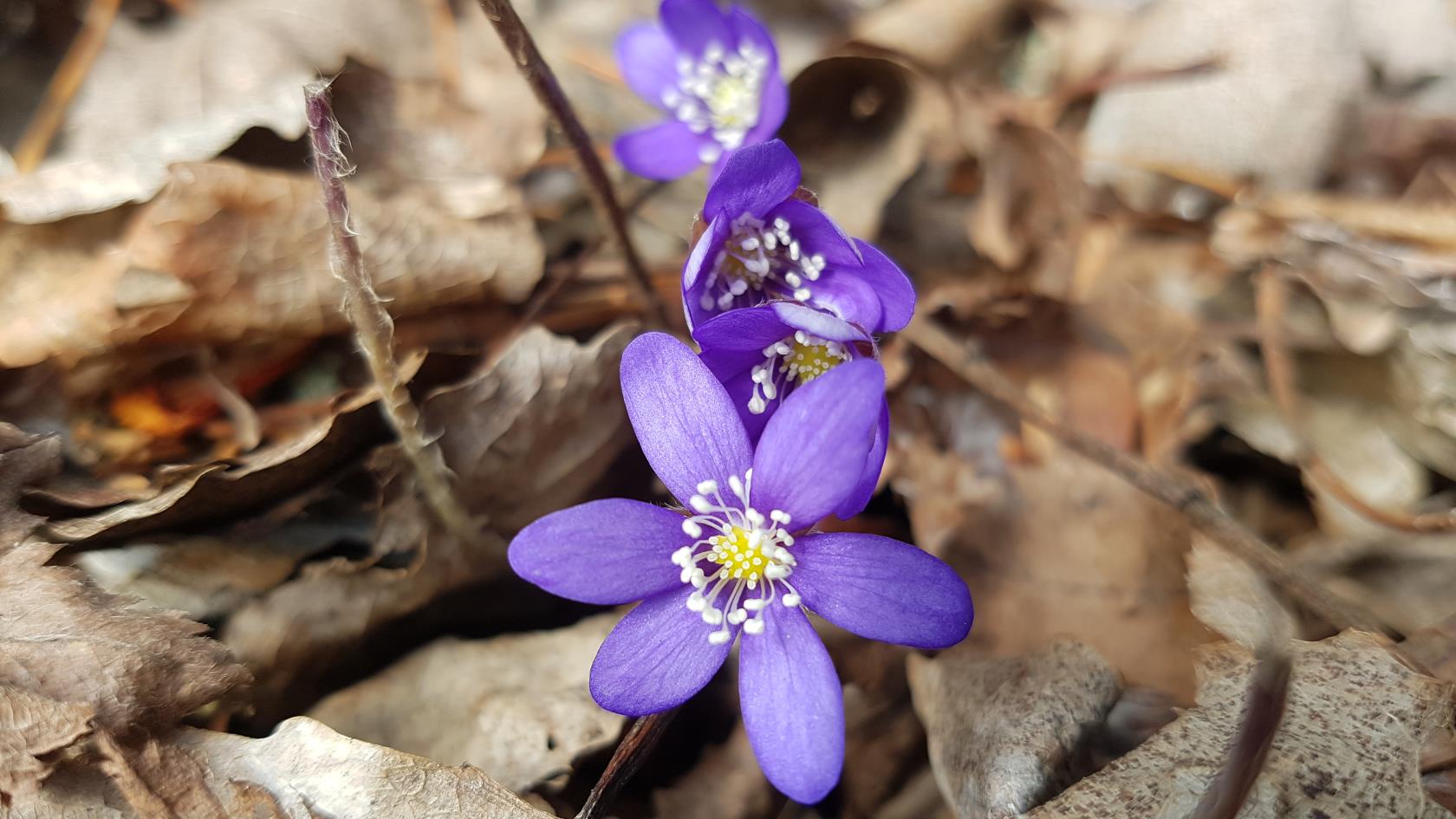 Vårblommor.