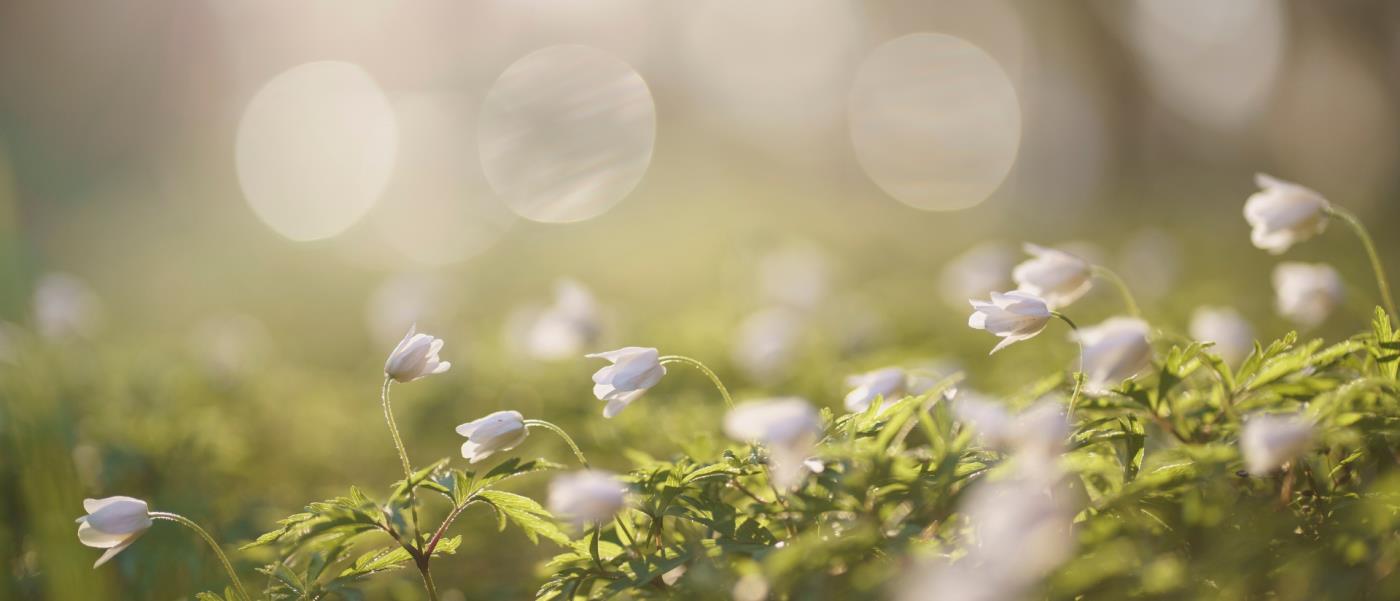 Vita vårblommor på grönt gräs