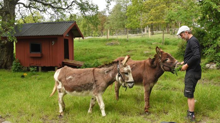 Man matar åsnor på Onsala församlings djurgård Noas Ark.