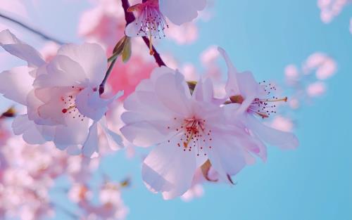 Bild med körsbärsblommor