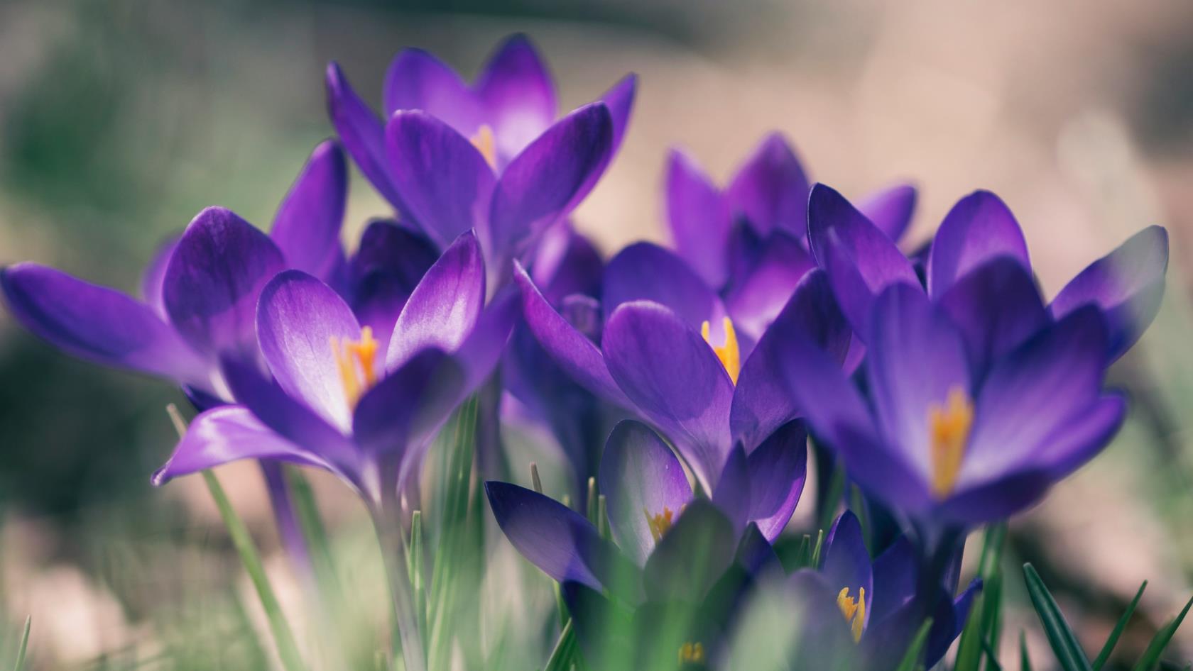 Bild med körsbärsblommor