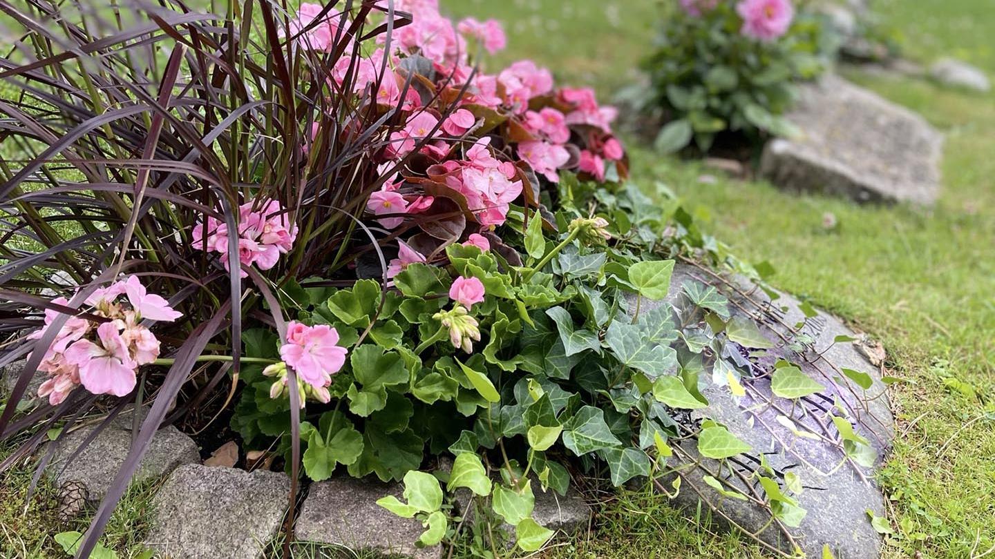 Rosa blommor och gröna blad pryder en gravplantering.