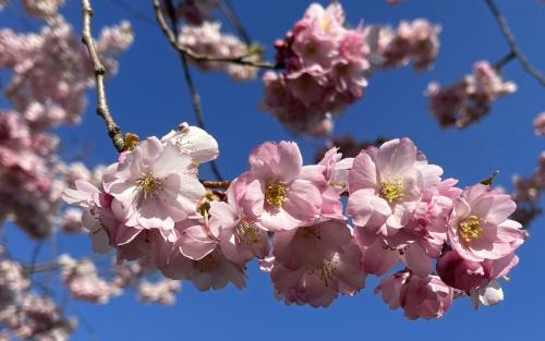 Rosa körsbärsträdsblommor mot en blå himmel.