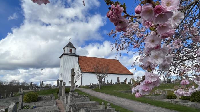 Romelanda kyrka med blå himmel och vita moln. I förgrunden syns grenar av ett blommande körsbärsträd.