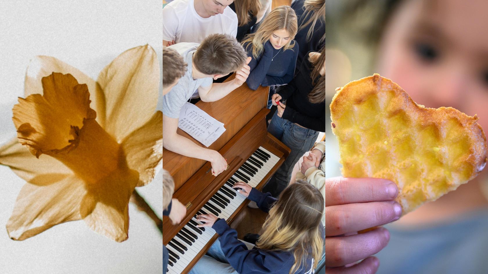 Bildcollage med tre bilder. 1. En gul påsklilja. 2. Ett gäng ungdomar som fotograferats ovanifrån, de spelar piano tillsammans. 3. En frasig hjärtformad våffla som hålls av en liten hand tillhörande ett barn som skymtar i bakgrunden av fotot. 