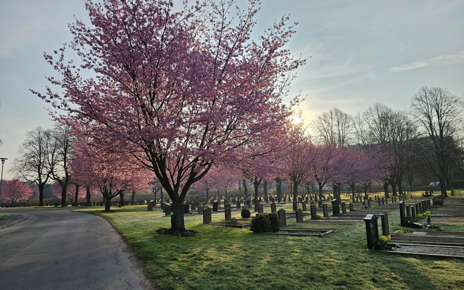 Stort träd fullt av rosa blommor på kyrkogård med gravstenar och gräsytor.