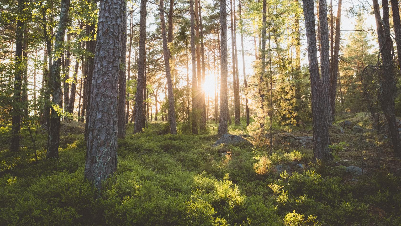 Solen bryter igenom en somrig skog