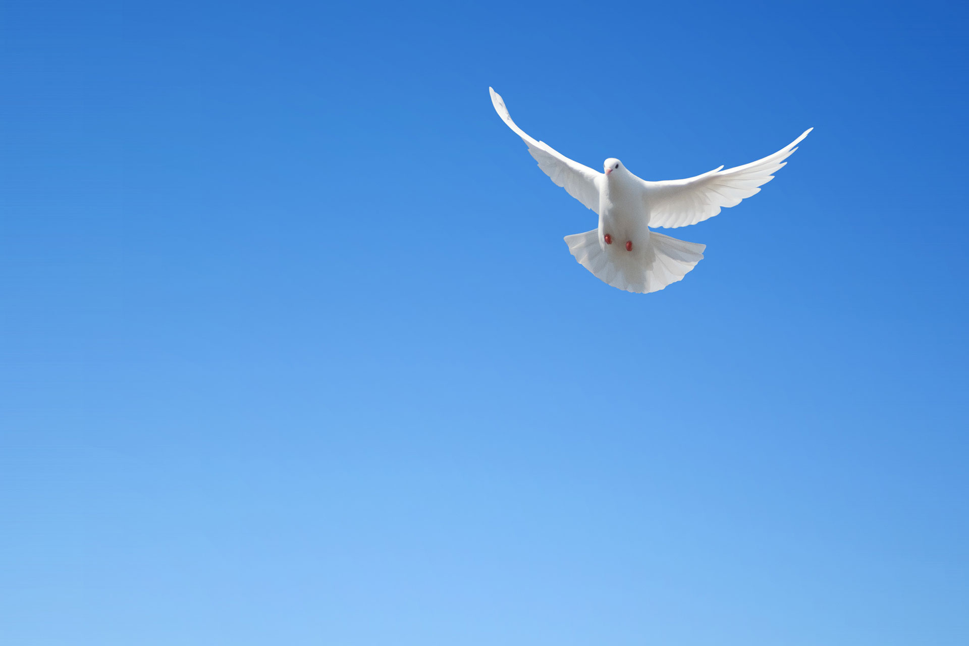 Flygande duva med blå himmel