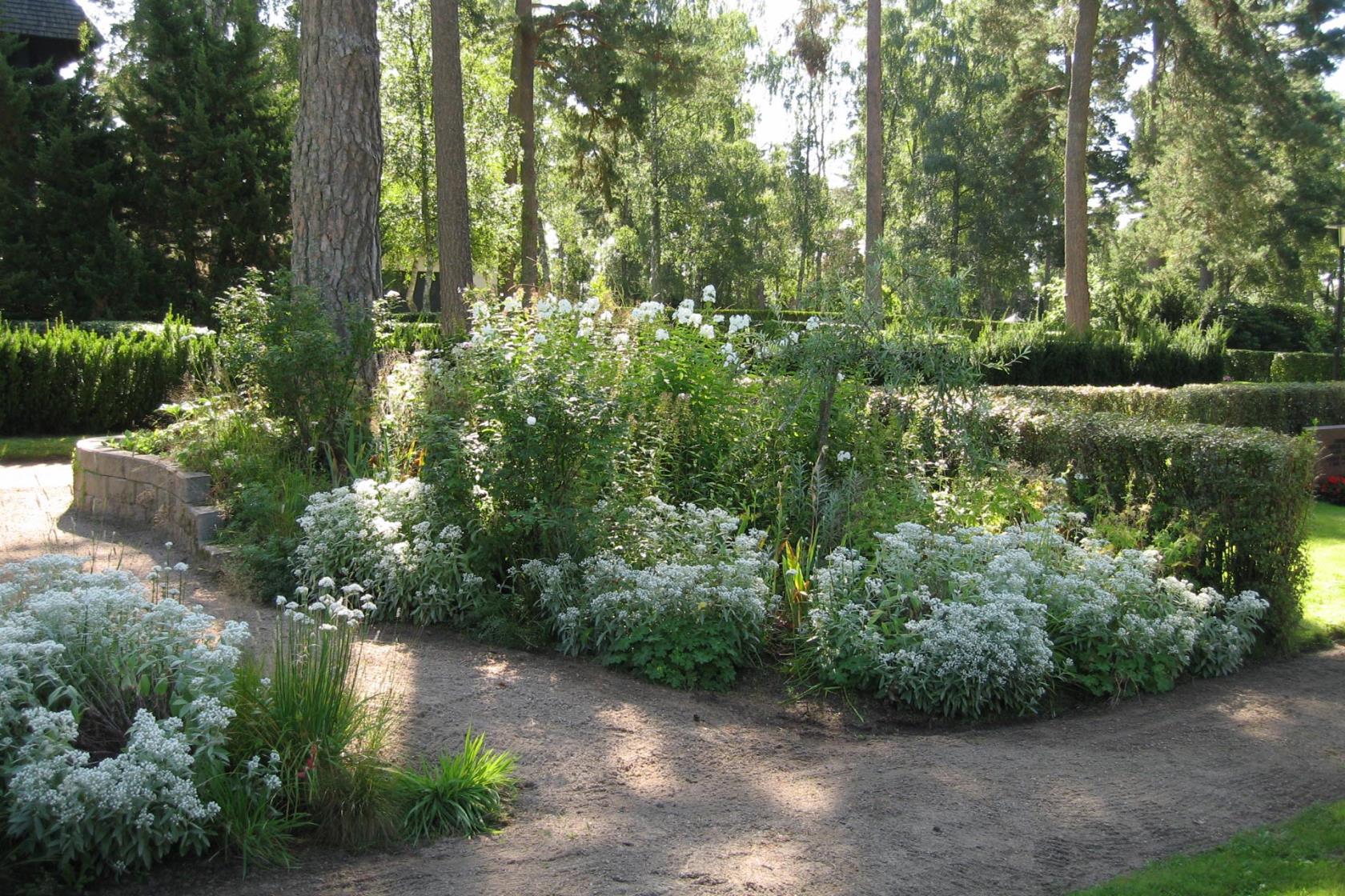 Den vita trädgården.