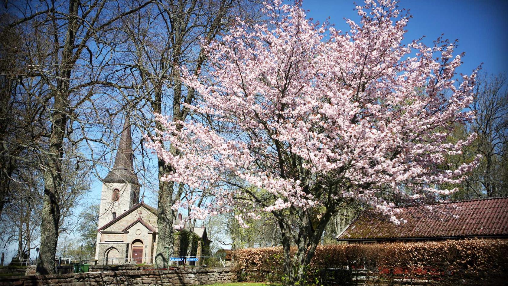 Medelplana kyrka exteriört i vårskrud och blommande träd.