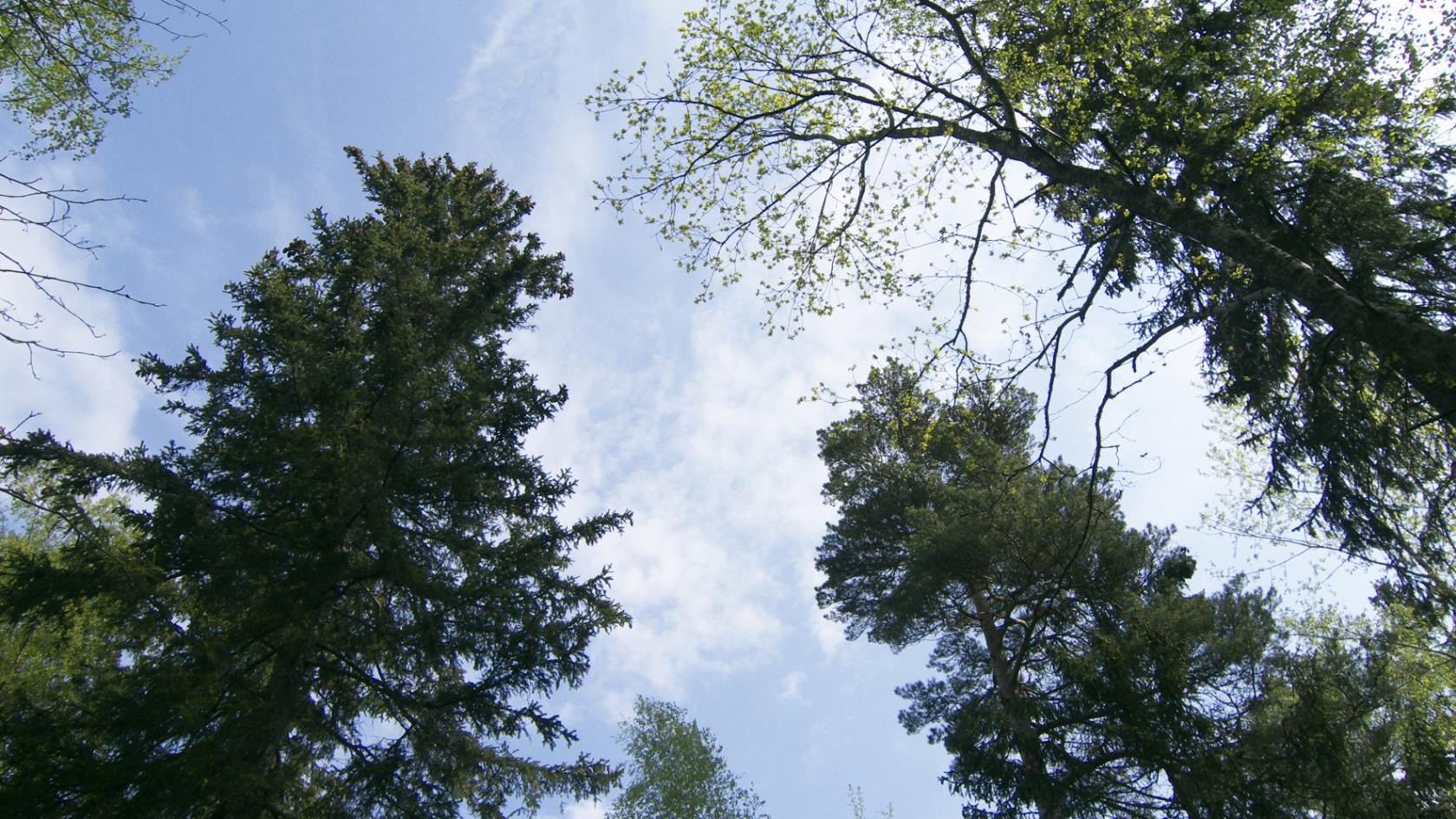 Tittar uppåt mot trädtoppar och ser den blå himlen.