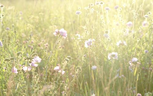 Blommor på en sommaräng i solsken.