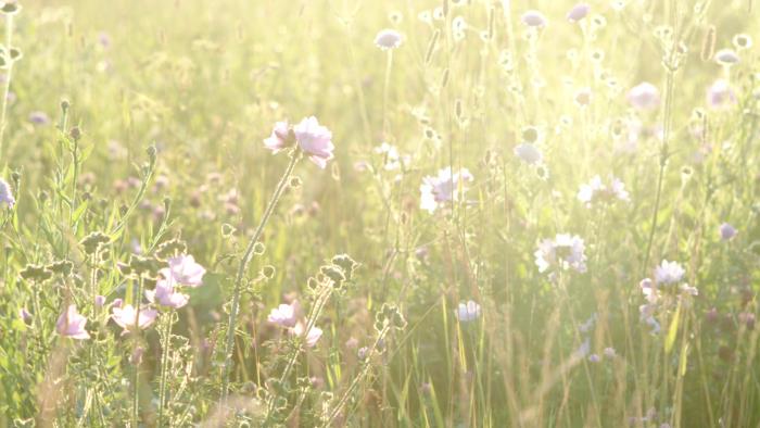 Blommor på en sommaräng i solsken.