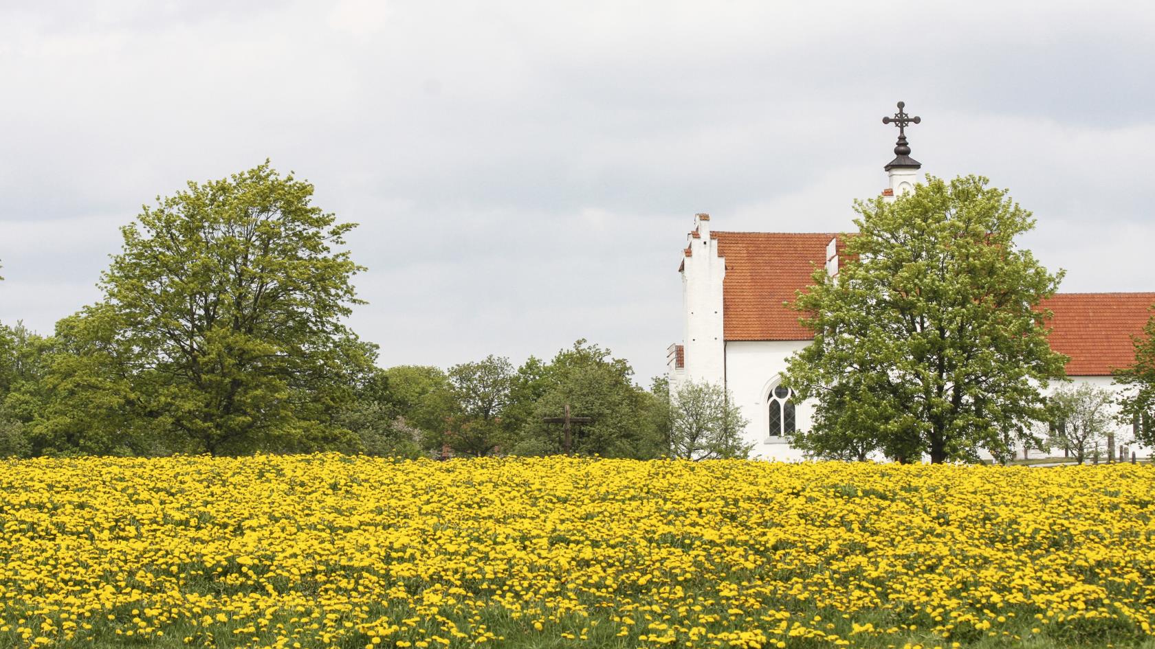 Ett maskrosfält och en kyrka i bakgrunden.