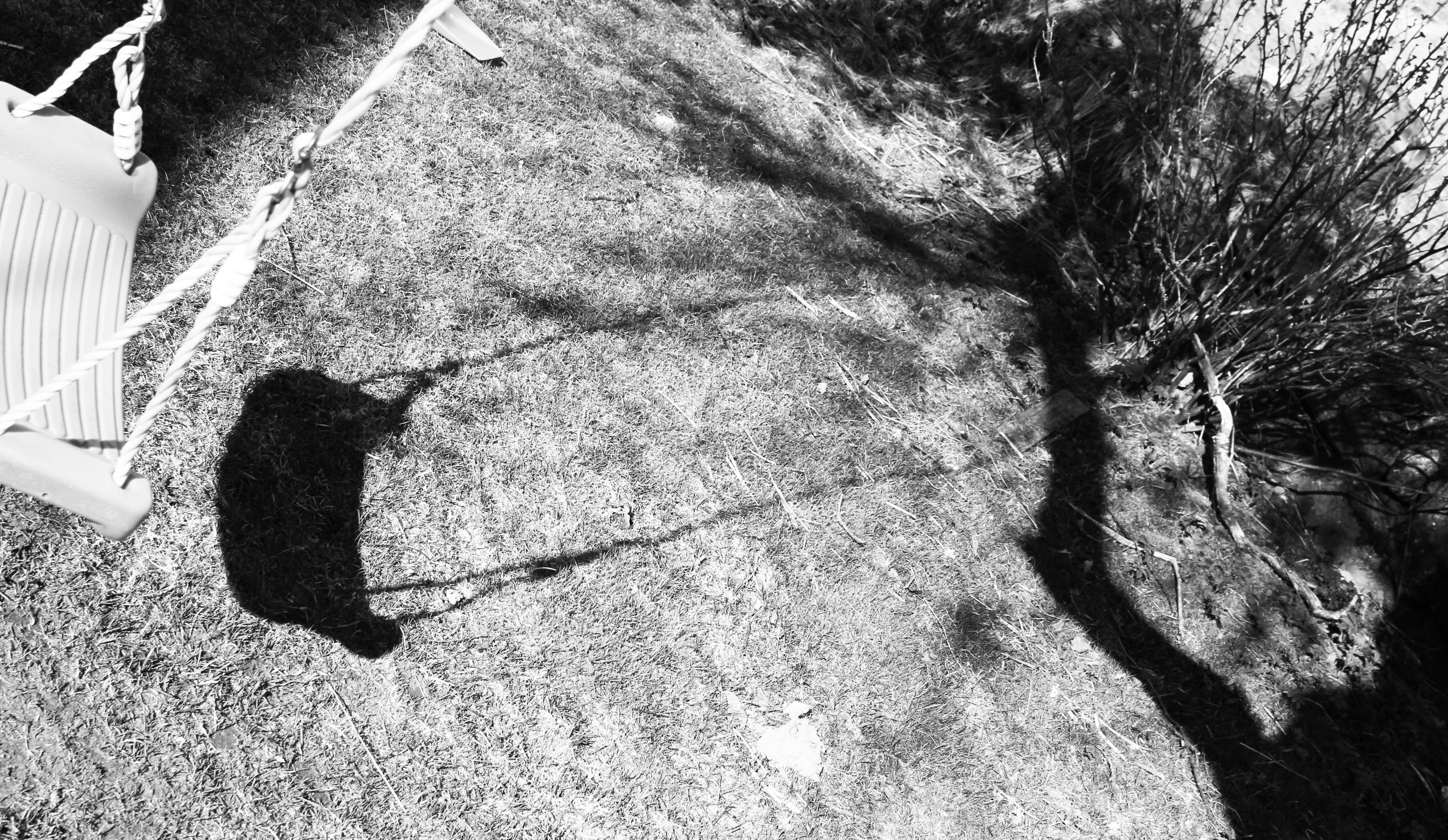 Svartvit bild av skuggan från en trädgunga.