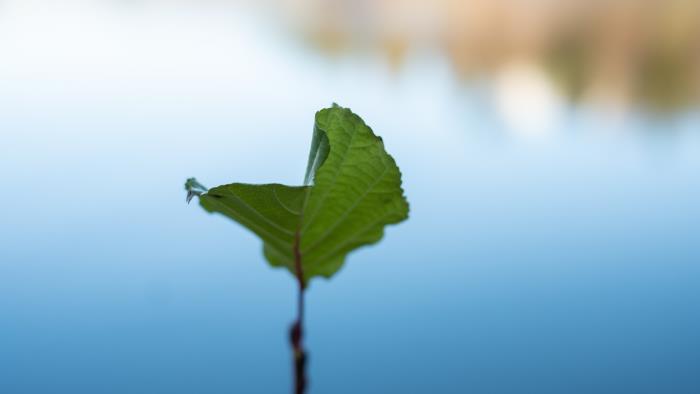 Närbild på ett löv som sticker upp ovanför vattenytan.