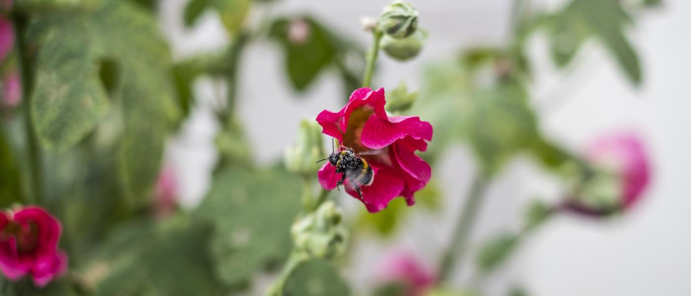 En humla sitter på en blomma.