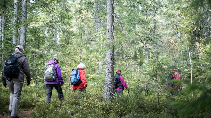 En grupp människor vandrar på led genom skogen.