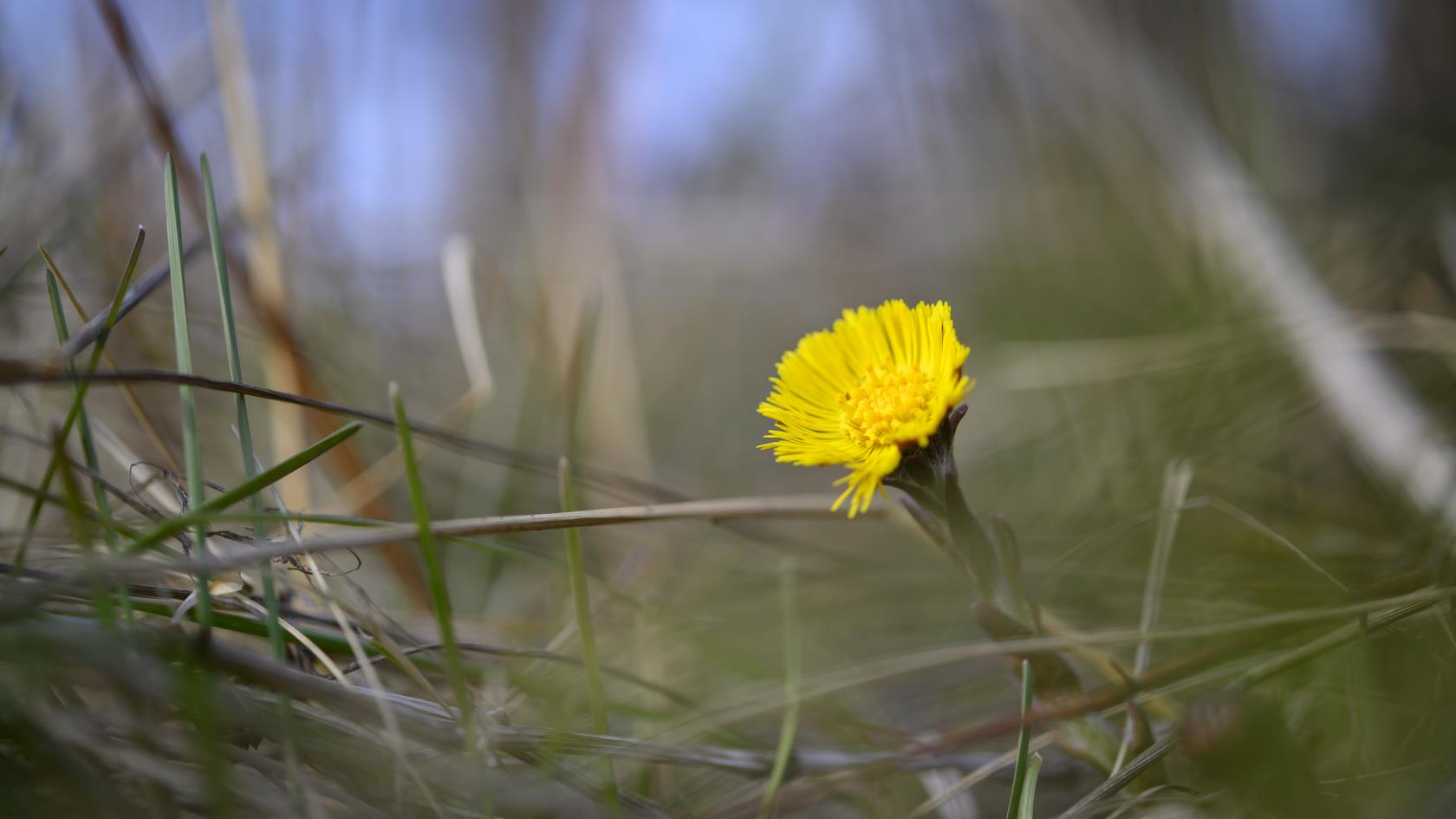 Närbild på en tussilago som tittar fram i vårgräset.