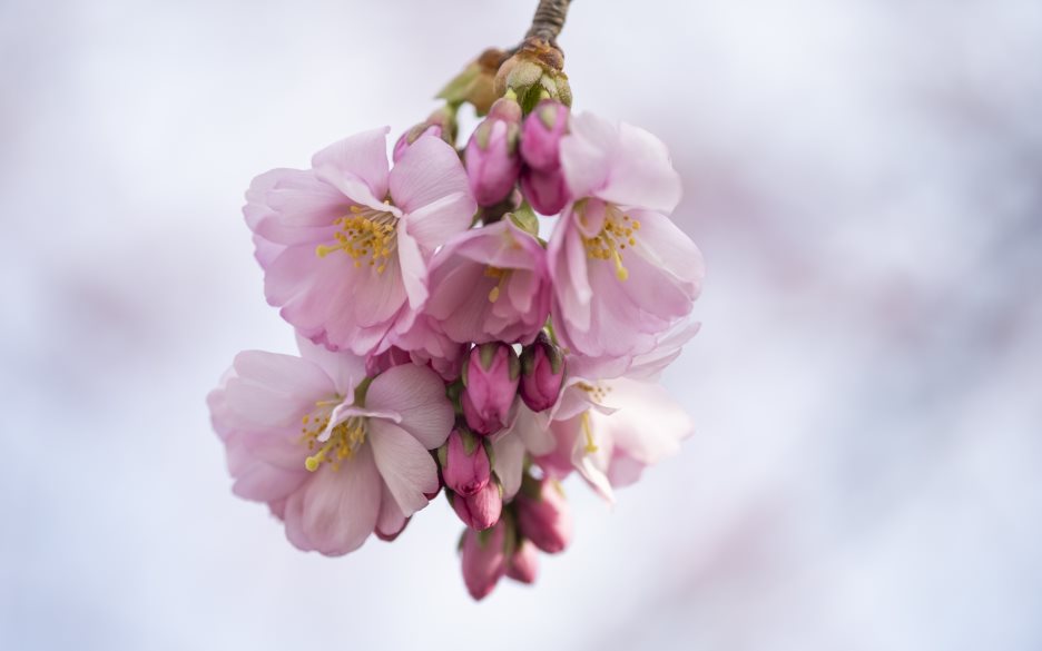 Ljusrosa vårblommor på en kvist.