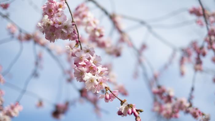 Närbild på blommorna i ett körsbärsträd.