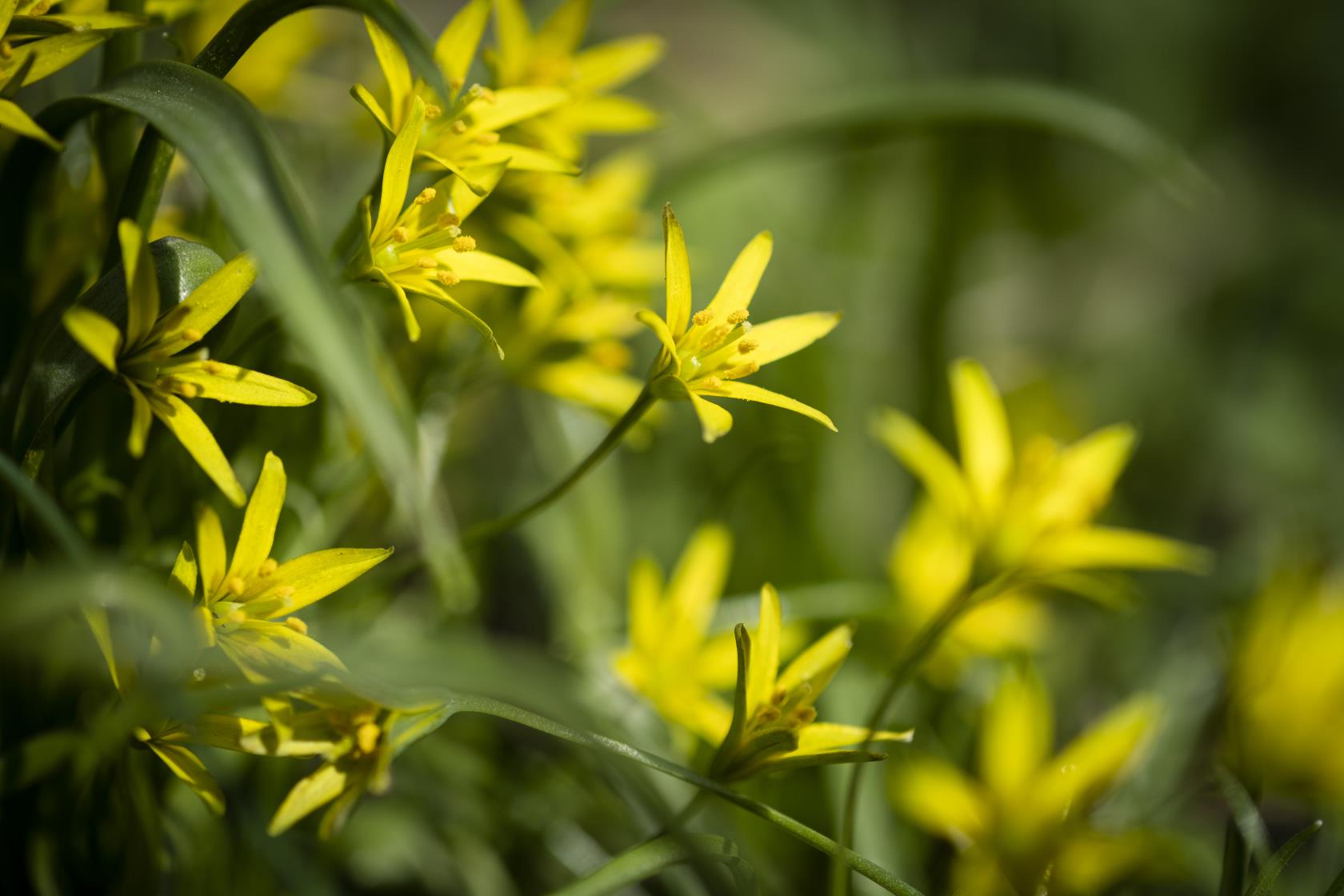 Närbild på gula vårlökblommor.