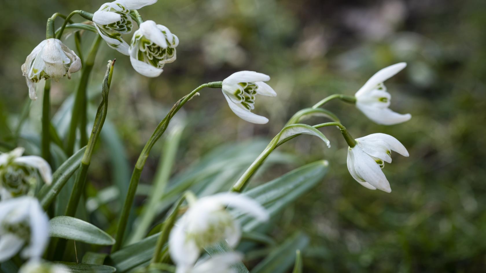 Närbild på vita vårblommor.