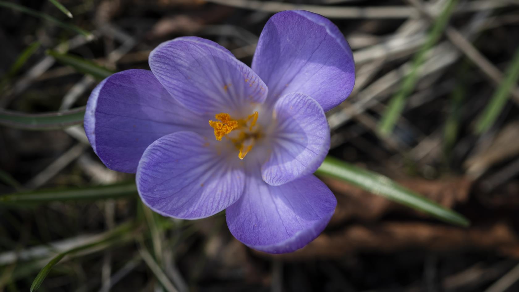 Närbild på en lila krokus.