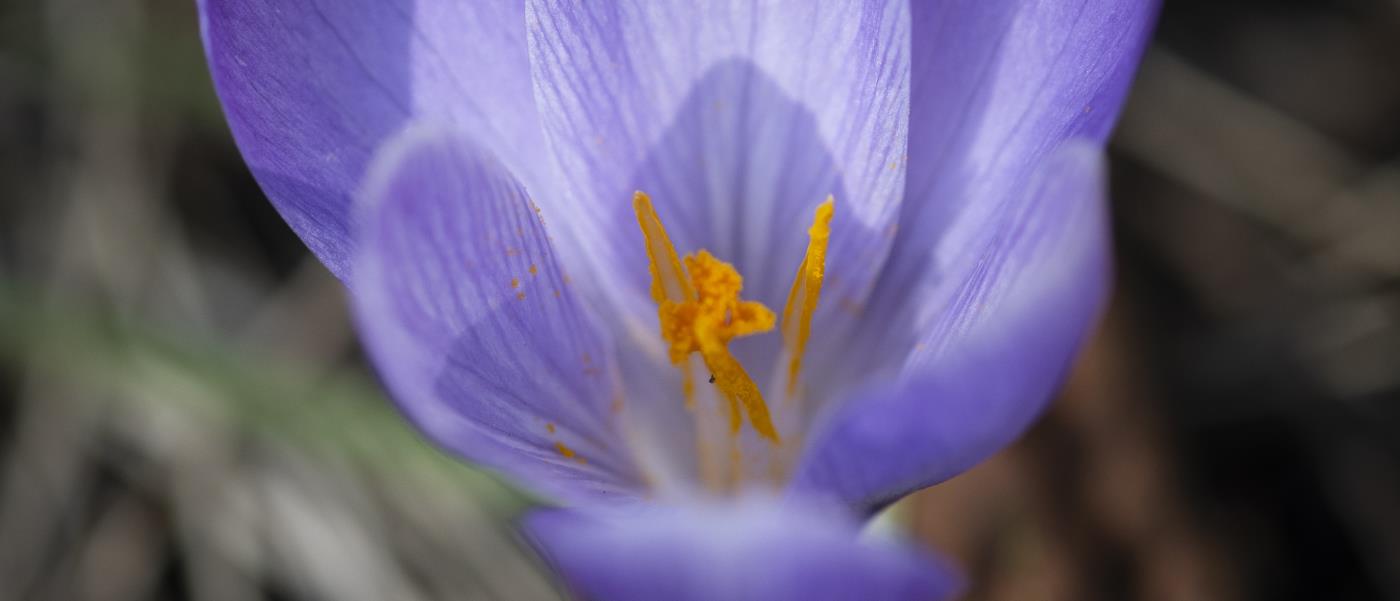 Närbild på en lila krokus.