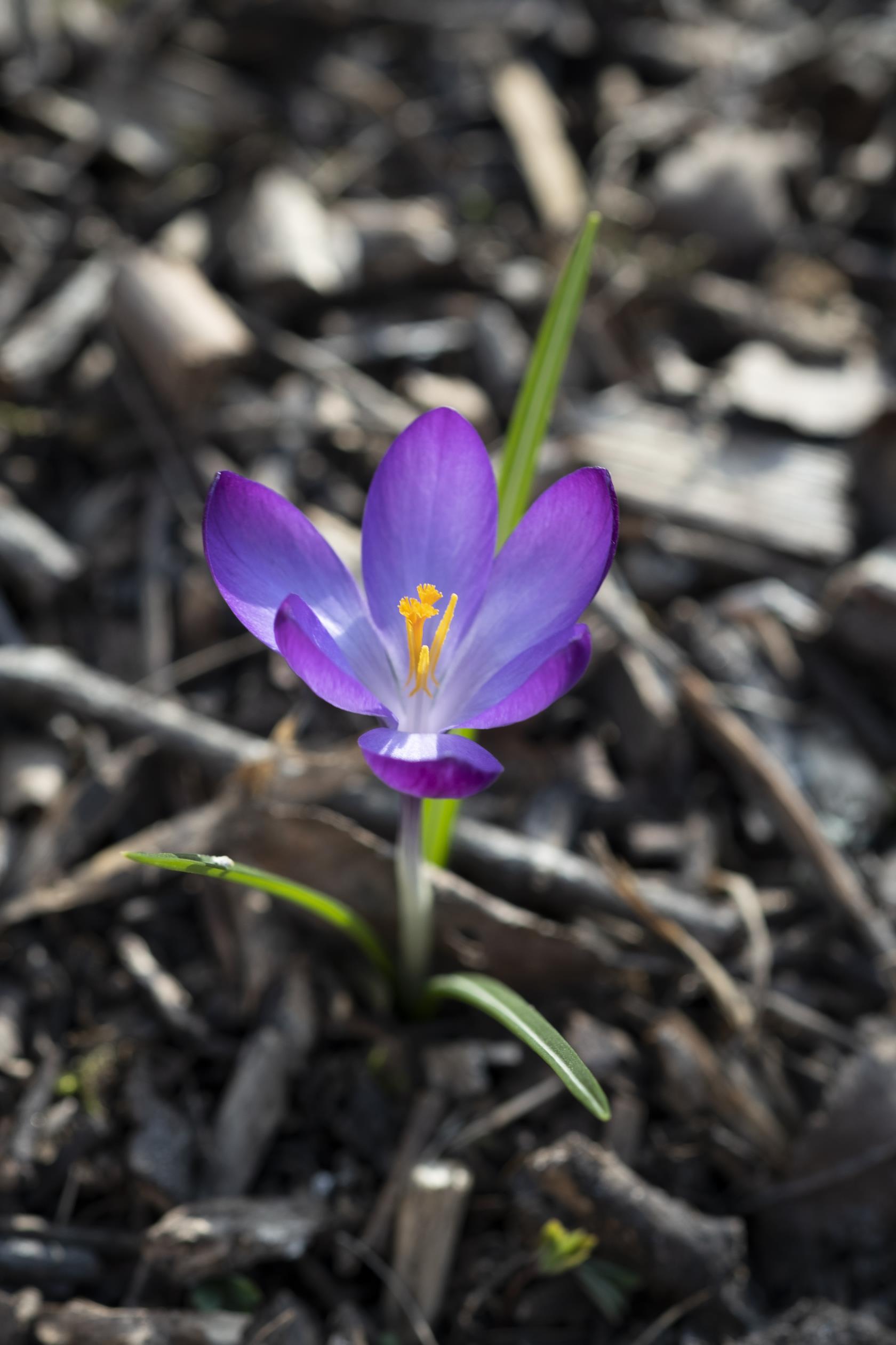 Närbild på en lila krokus.