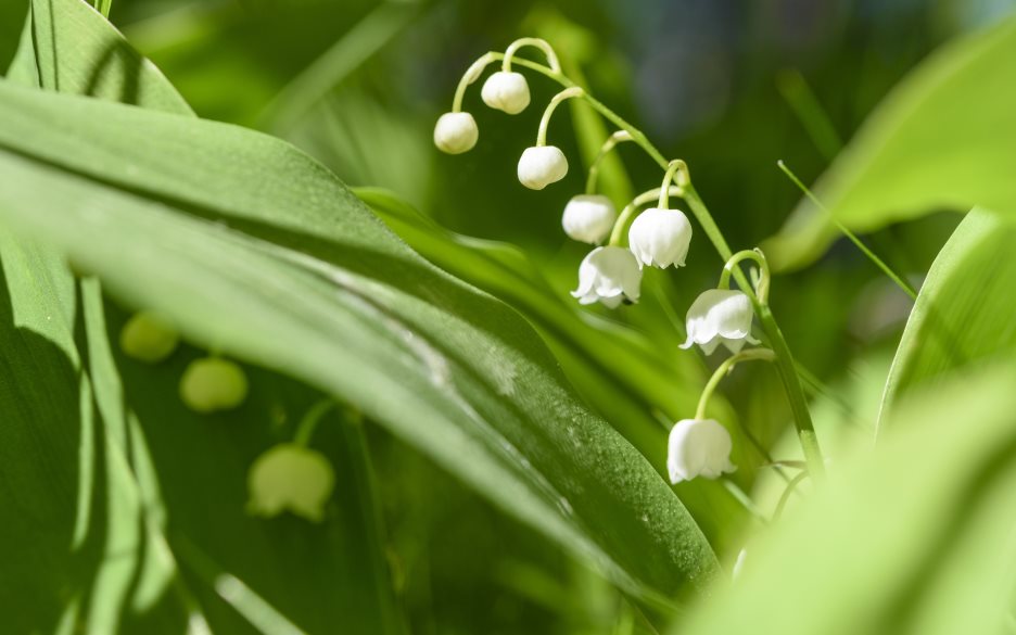 Närbild på blommande liljekonvalj.