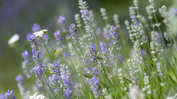 Sommaräng med lavendel.