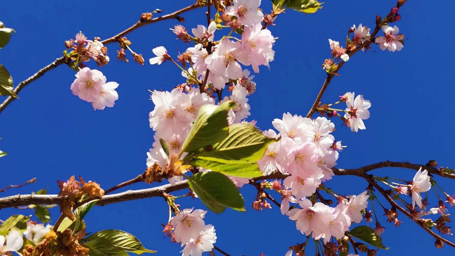 Ett blommande träd med ljusrosa blommor.