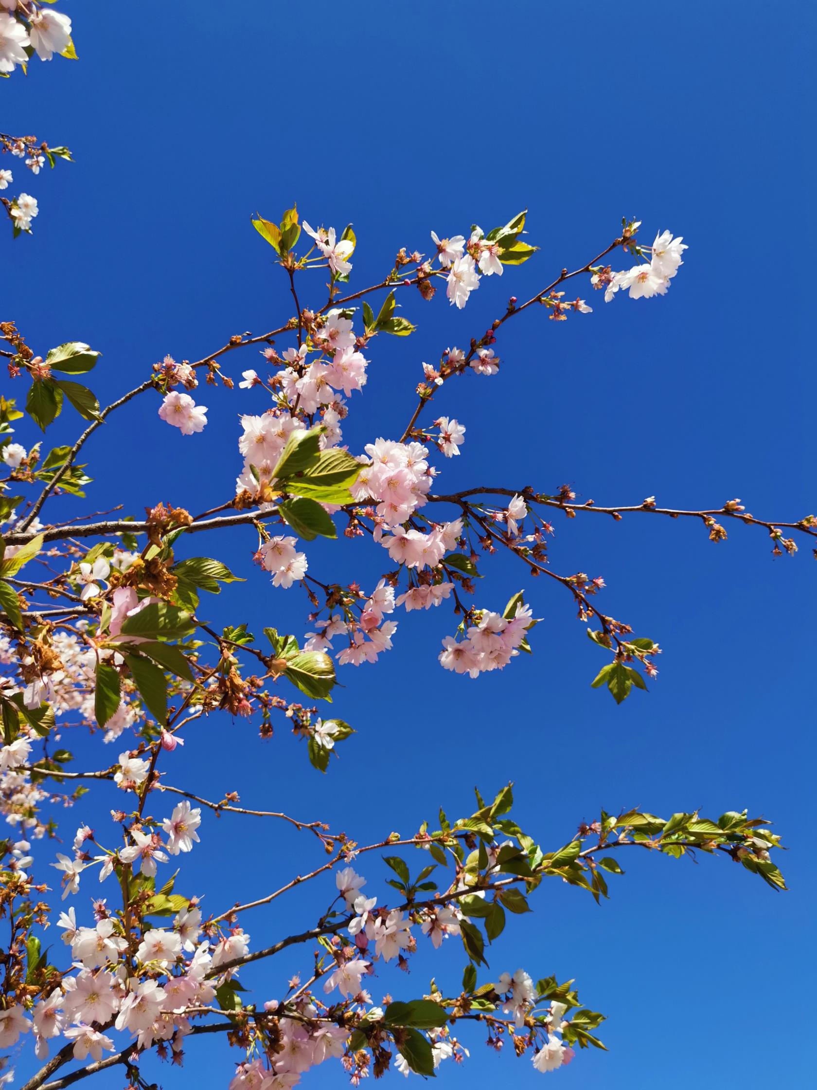 Ett blommande träd med ljusrosa blommor.