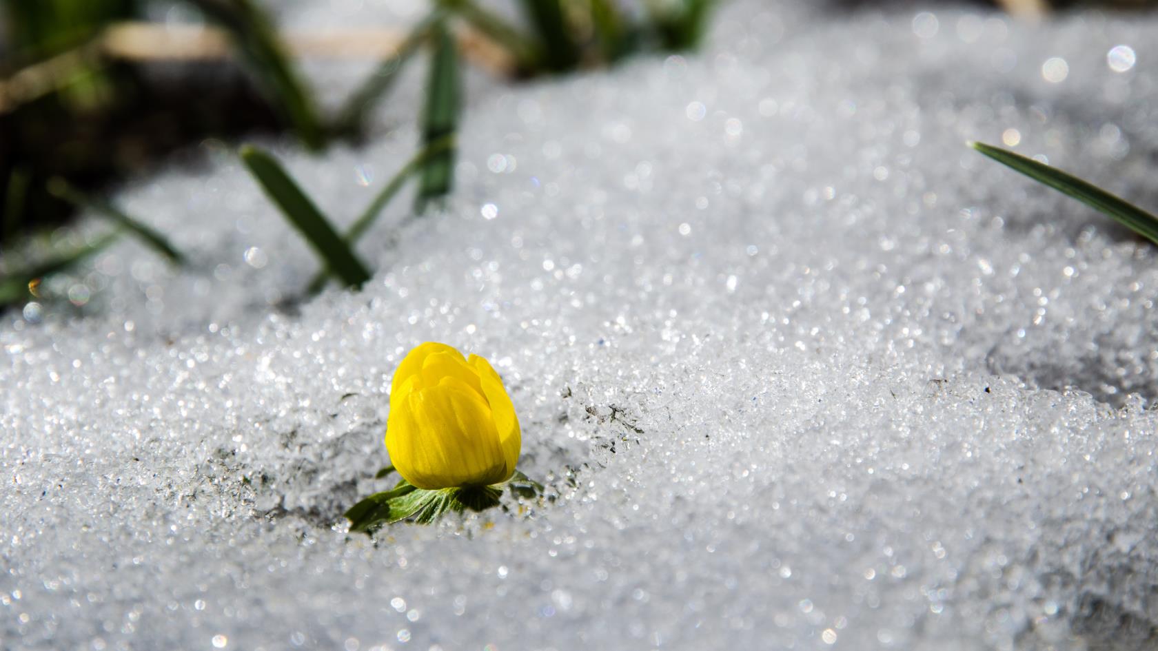 Närbild på en vintergäck som växer upp genom snön.