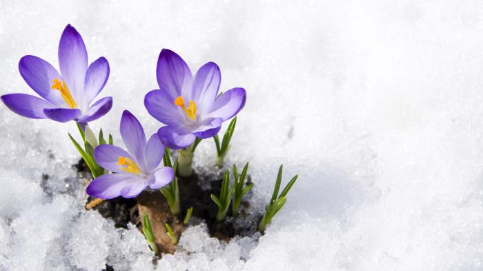 Närbild på lila krokus som växer upp ur snön.