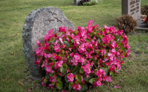 Ett stort fång med rosa blommor vid en gravsten.