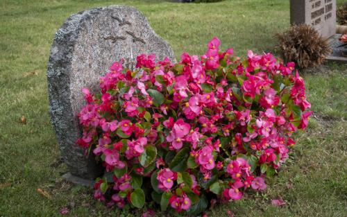 Ett stort fång med rosa blommor vid en gravsten.