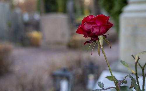 Närbild på en röd ros. En kyrkogård syns suddigt i bakgrunden.