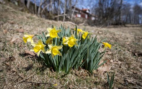 Blommande påskliljor i vårgräs.