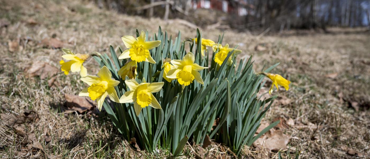 Blommande påskliljor i vårgräs.