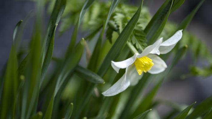 Närbild på en blommande pingstlilja.